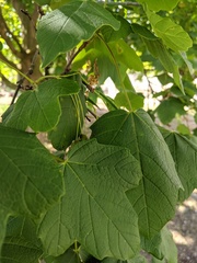 Acer opalus