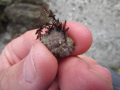 Patelloida corticata