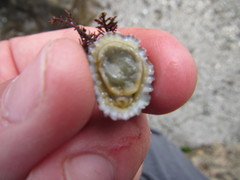 Patelloida corticata