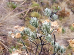 Linochilus rupestris