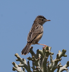 Cisticola cherina