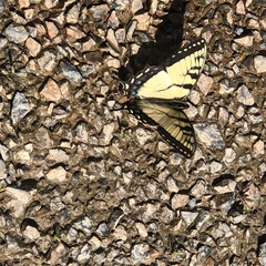 Papilio appalachiensis