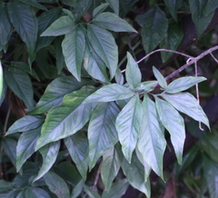Syngonium auritum