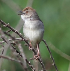 Cisticola chiniana