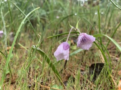 Calochortus tolmiei