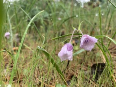 Calochortus tolmiei