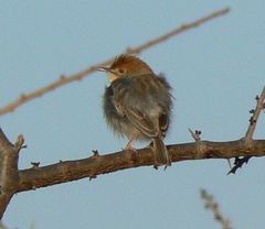 Cisticola nana