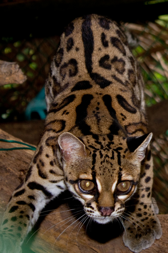 Margay