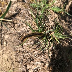 Malacosoma franconicum