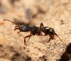 Rhytidoponera victoriae