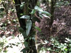 Jasminum didymum racemosum