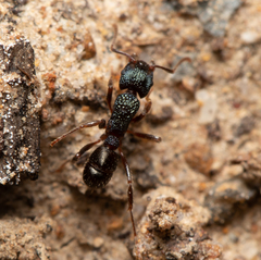 Rhytidoponera victoriae