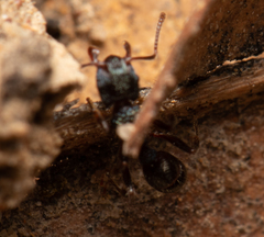 Rhytidoponera victoriae