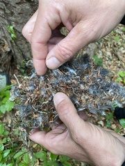 Certhia brachydactyla