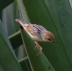 Cisticola marginatus
