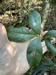 Cryptocarya sclerophylla