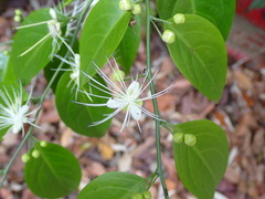 Capparis sabiifolia