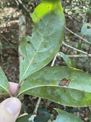 Cryptocarya sclerophylla