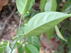 Capparis sabiifolia