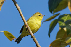 Leiothlypis celata lutescens