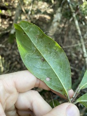 Cryptocarya sclerophylla