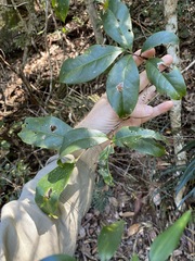 Cryptocarya sclerophylla