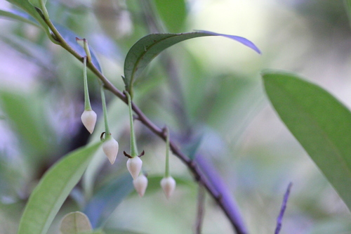 Millet's Adinandra (Adinandra millettii)