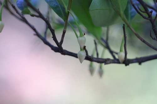 Image of Adinandra millettii by no rights reserved
