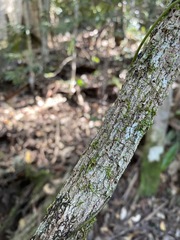 Cryptocarya sclerophylla