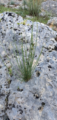 Image of Deverra scoparia by (c) Mehdi Chetibi, some rights reserved (CC BY)