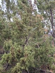 Juniperus coahuilensis