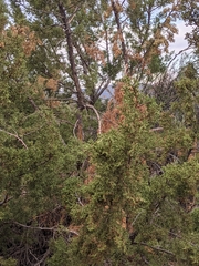 Juniperus coahuilensis