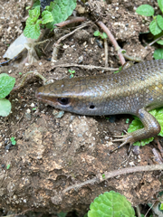 Eutropis multifasciata