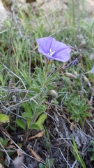 Convolvulus sabatius subsp. mauritanicus image