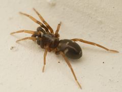 Phrurolithus