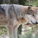 Mexican Wolf - Photo (c) Ltshears, some rights reserved (CC BY-SA)