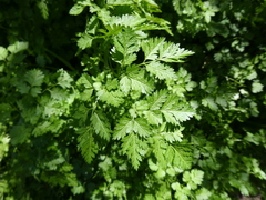 Anthriscus cerefolium