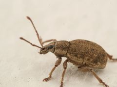 Peritelus sphaeroides