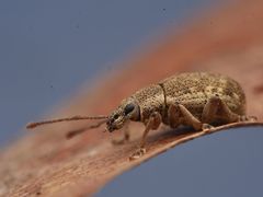 Peritelus sphaeroides