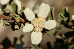 Spyridium coactilifolium