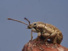 Peritelus sphaeroides