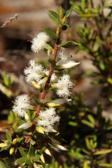 Styphelia exarrhena