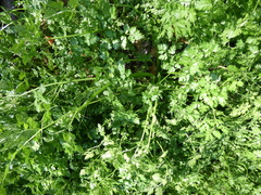 Anthriscus cerefolium