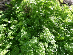 Anthriscus cerefolium