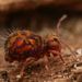 Dicyrtomidae - Photo (c) Alexis, some rights reserved (CC BY)