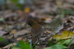 Geokichla spiloptera