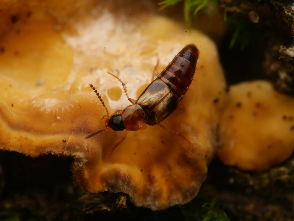 Staph beetle