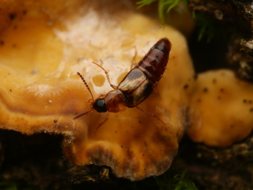 Staph beetle