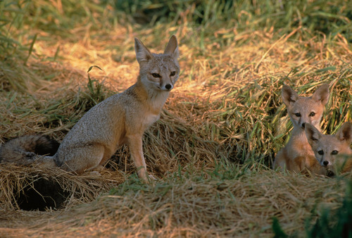Kit Fox