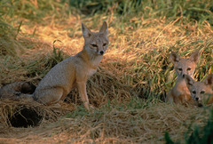 Kit Fox photo 3